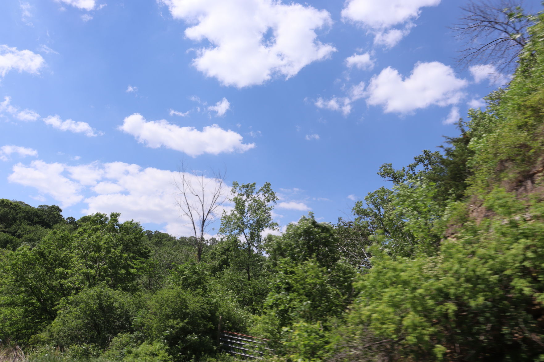 Greenery